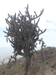 EstebanMH, CC BY, iNaturalist via GBIF Armatocereus cartwrightianus, photograph EstebanMH, CC BY, iNaturalist via GBIF