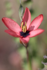 Ixia vanzijliae