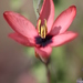 Ixia vanzijliae - Photo (c) Ismail Ebrahim, some rights reserved (CC BY-NC), uploaded by Ismail Ebrahim