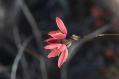 Ixia vanzijliae