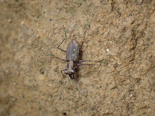 Cylindera froggatti, 2024-05-11