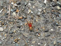 Dysderidae