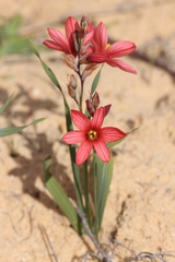 Ixia pumilio
