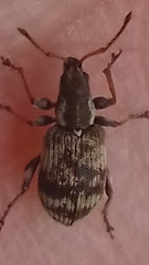 Oedecnemidius varius