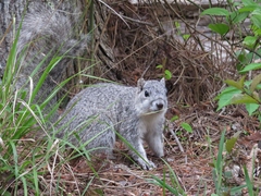 Sciurus niger cinereus