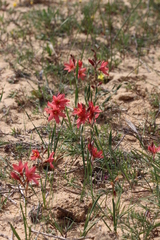 Ixia pumilio