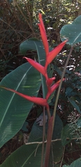 Heliconia spathocircinata