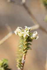 Euchaetis pungens