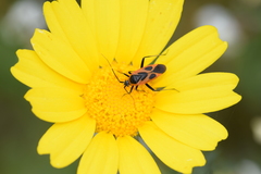 Calocoris nemoralis