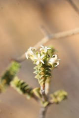 Euchaetis pungens