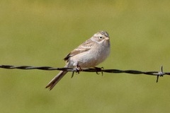 Brewer's Sparrow photo 4