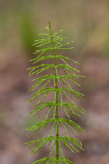 Equisetum pratense image