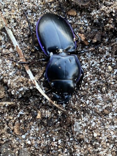 Pasimachus depressus