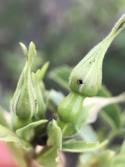 Merhynchites wickhami