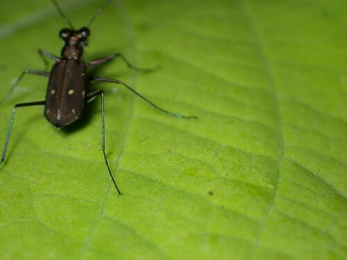Cylindera froggatti, 2024-05-11