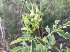 Merhynchites wickhami