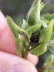 Merhynchites wickhami