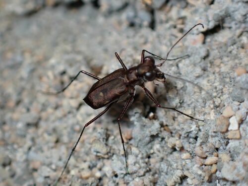 Cylindera froggatti, 2024-05-11