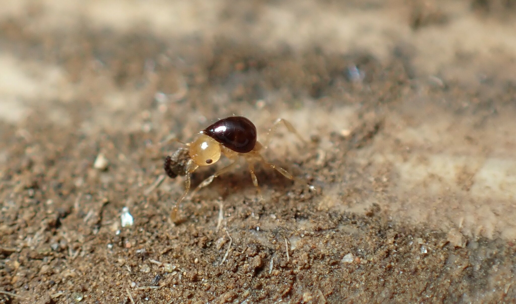 Crematogaster bicolor