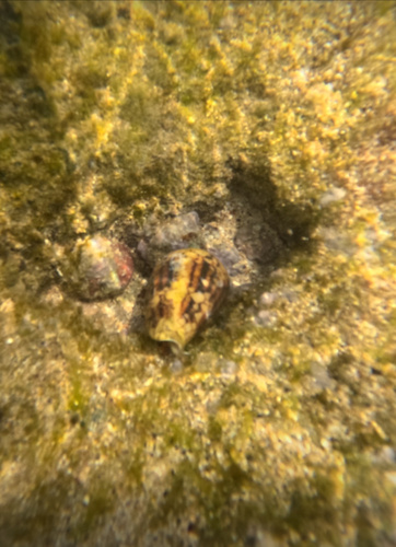 Conus retifer, 2024-06-06