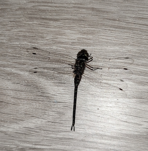 Taper-tailed Darner photo 3