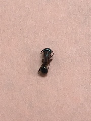Camponotus pennsylvanicus