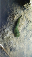 Whitmania edentula