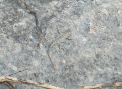 Sceloporus merriami merriami