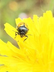 Cryptocephalus rugicollis