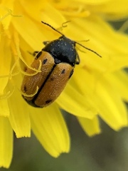 Cryptocephalus rugicollis