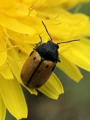 Cryptocephalus rugicollis