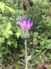 Cirsium carolinianum
