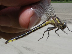 Phanogomphus quadricolor