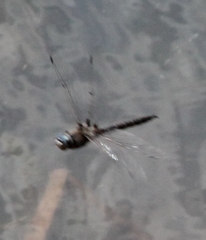 Epitheca petechialis