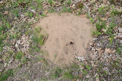 Geomys bursarius
