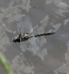 Epitheca petechialis