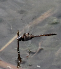 Epitheca petechialis