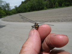 Phanogomphus quadricolor