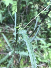 Cirsium carolinianum