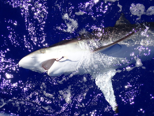 Photo of Silky shark (Carcharhinus falciformis)
