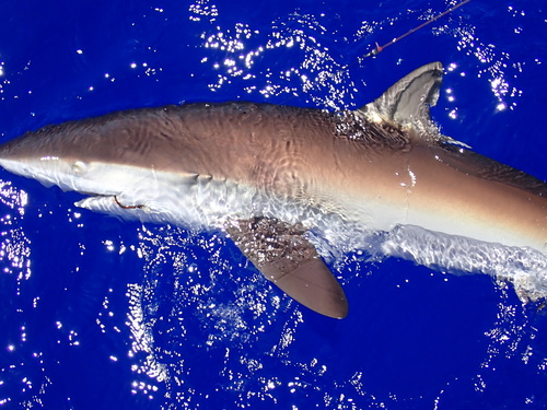 Photo of Silky shark (Carcharhinus falciformis)