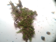 Brachytheciastrum velutinum
