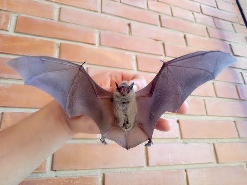 pond bat, Shipunovskiy rayon, RU-AL, RU, photo 7 of 10