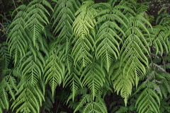 Woodwardia orientalis