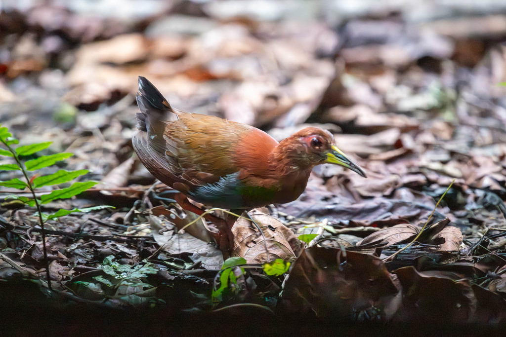 Bare-eyed Rail photo