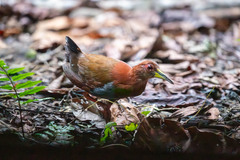 Bare-Eyed Rail photo 1