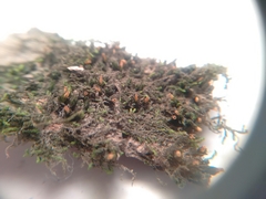 Orthotrichum pusillum