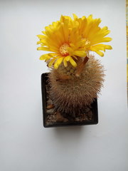Parodia microsperma