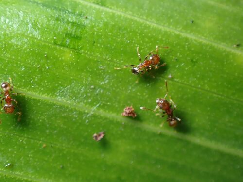 Pheidole sexspinosa, 2024-05-14