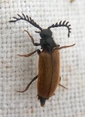 Drilus flavescens